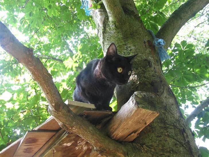 Blanding af racer Milo {Mislo} <'3 - ; til tops i træet (: <3 billede 17