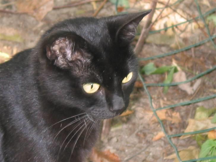 Blanding af racer Milo {Mislo} <'3 - ; jordens skønneste kat <3 billede 18