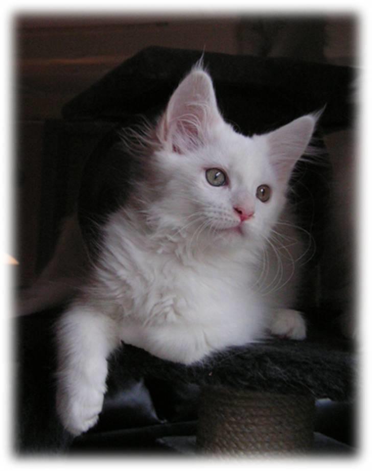 Maine Coon Dk Aquacoons Salju - Smuk billede 2