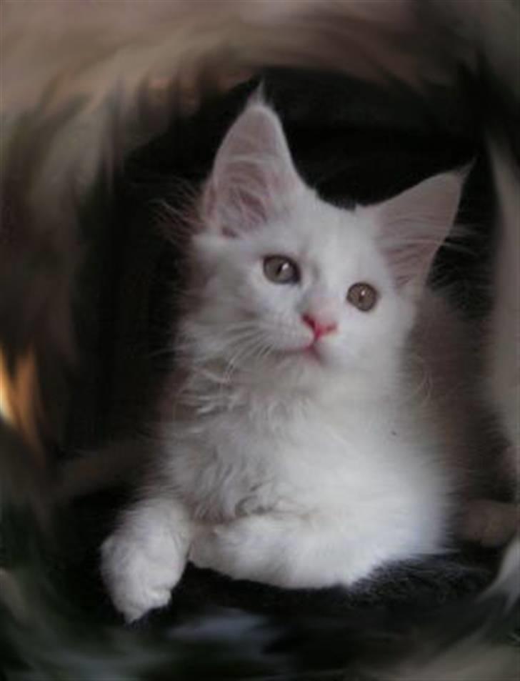 Maine Coon Dk Aquacoons Salju - smuk er hun jo ;-) 11 uger billede 3