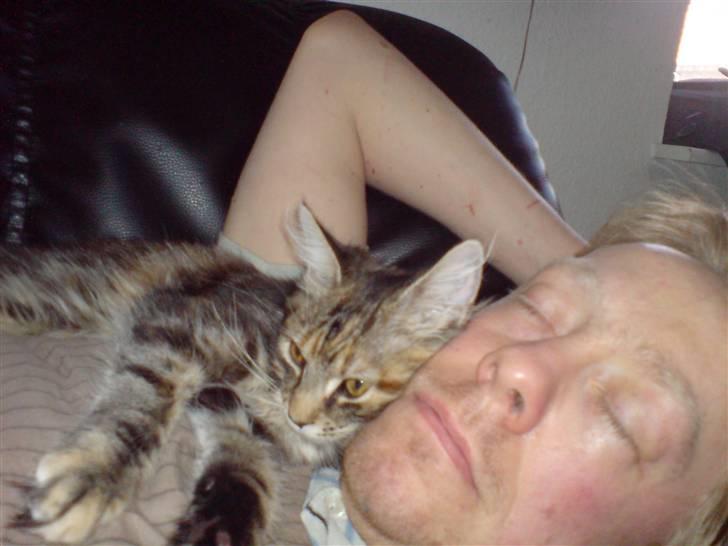 Blanding af racer Misser / Kitty billede 19