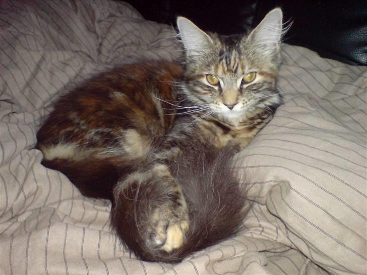 Blanding af racer Misser / Kitty billede 20