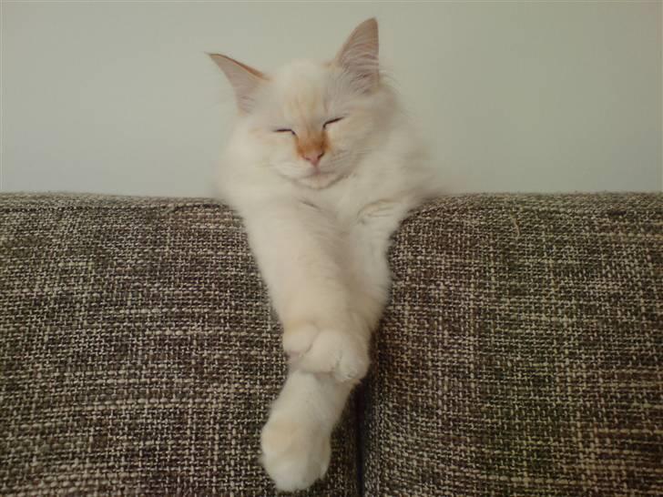 Hellig Birma Miv billede 1