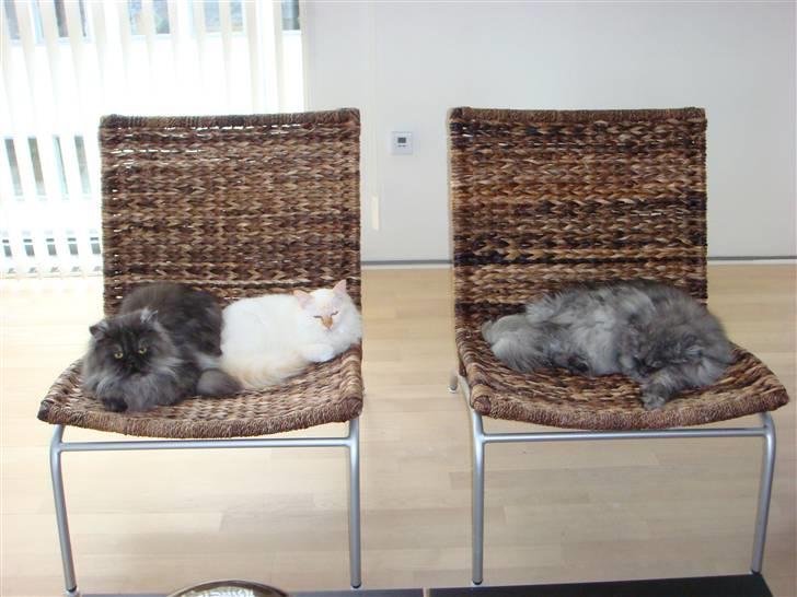 Hellig Birma Miv billede 2