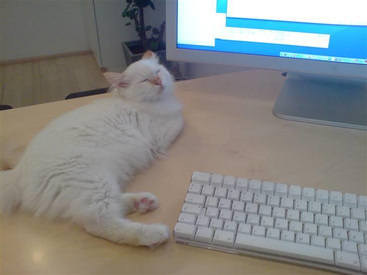 Hellig Birma Miv billede 3