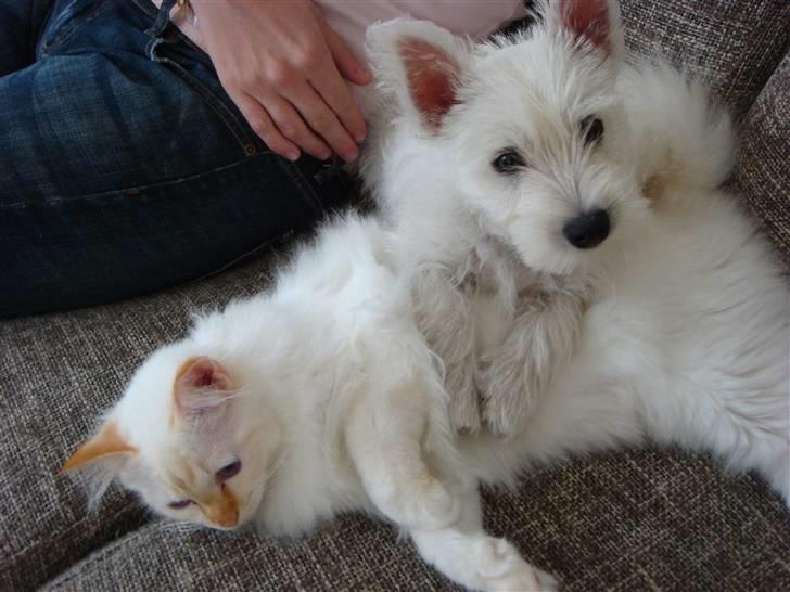 Hellig Birma Miv billede 4