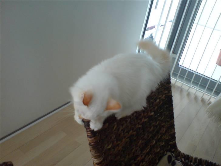 Hellig Birma Miv billede 5