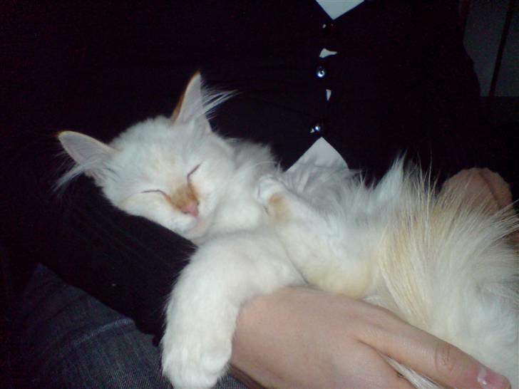 Hellig Birma Miv billede 6