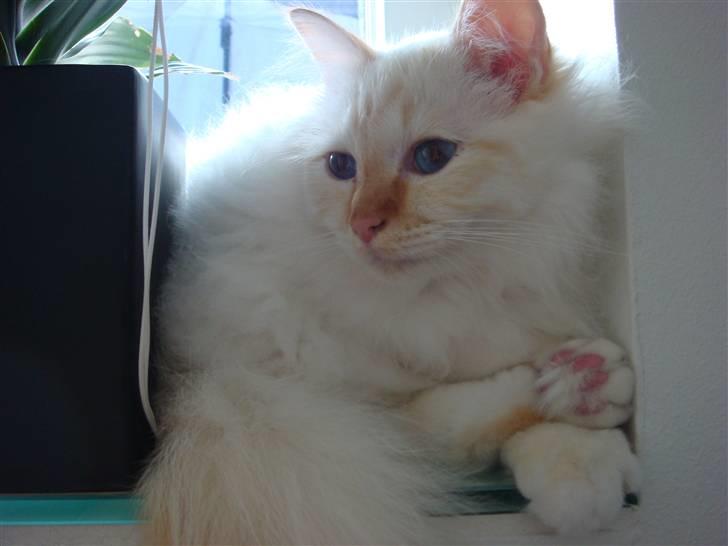 Hellig Birma Miv billede 7