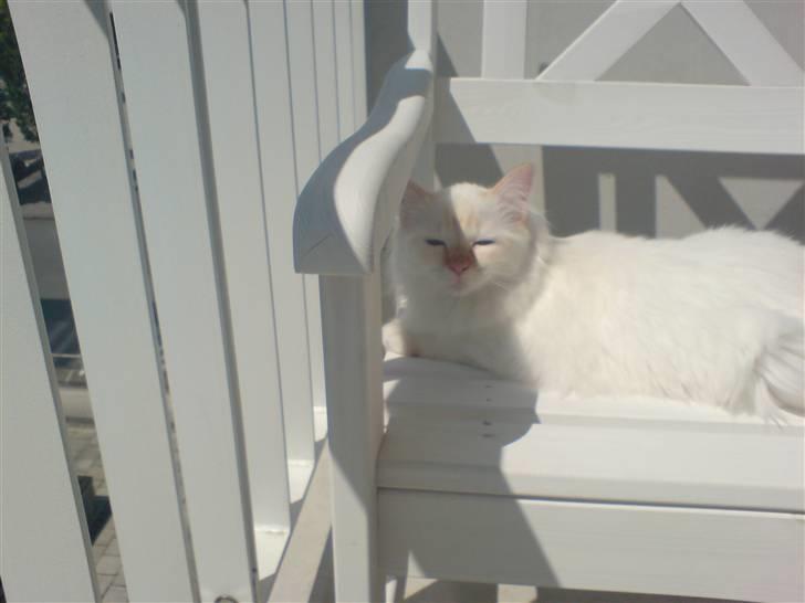 Hellig Birma Miv - Skønt at være ude i solskinnet.... billede 8