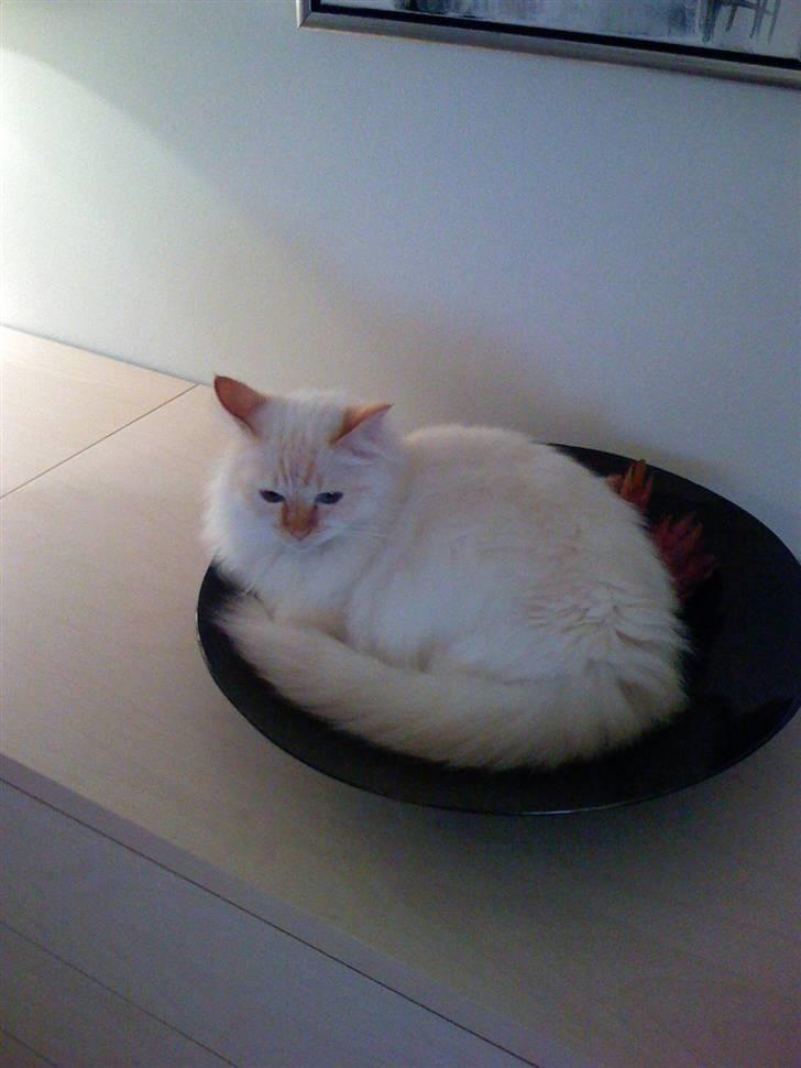 Hellig Birma Miv billede 9