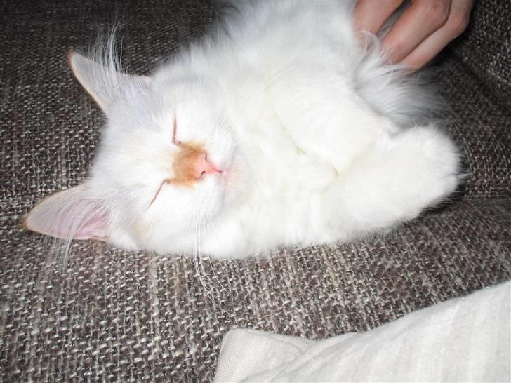 Hellig Birma Miv billede 10