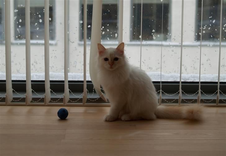 Hellig Birma Miv billede 11