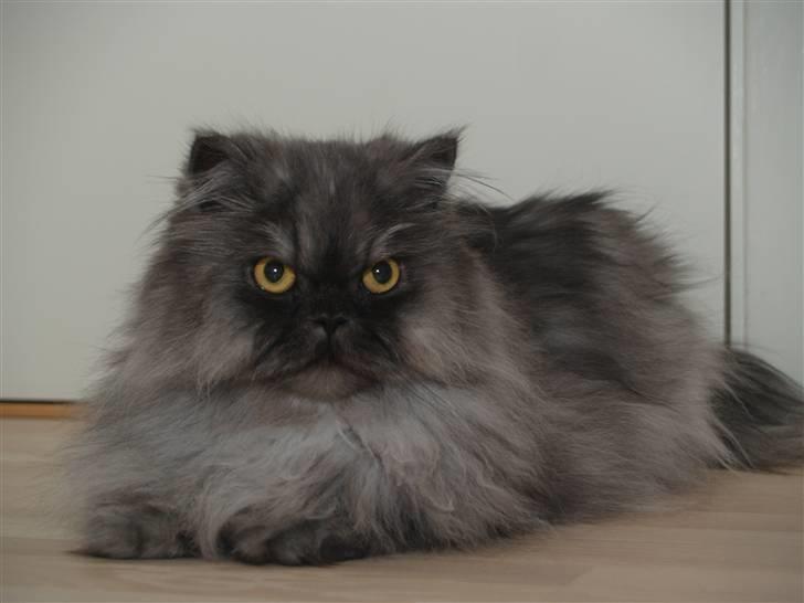 Perser Mulde 2002-2010 billede 1