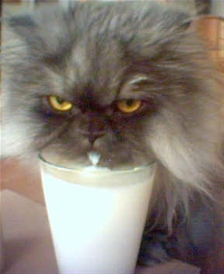 Perser Mulde 2002-2010 - Jeg ved godt jeg ikke må drikke mælk, men det smager nu meget godt. billede 2