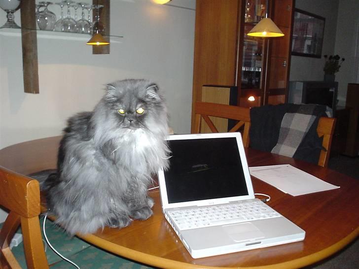 Perser Mulde 2002-2010 billede 4