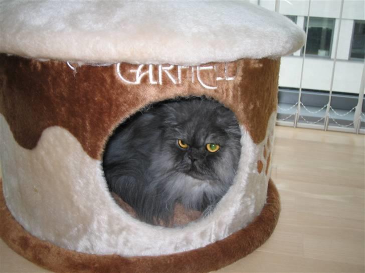 Perser Mulde 2002-2010 billede 5