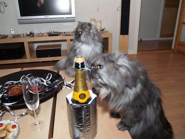 Perser Mulde 2002-2010 - Jeg lader lige min bror undersøge den der underlige ting på bordet. billede 6