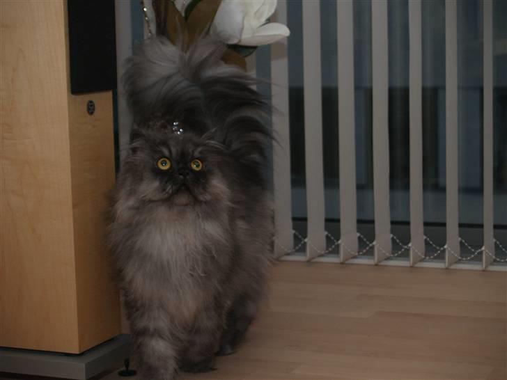 Perser Mulde 2002-2010 billede 7