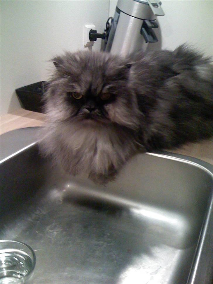 Perser Mulde 2002-2010 billede 8