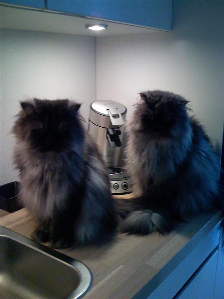 Perser Mulde 2002-2010 - Vi ligner lidt hinandens skygge.... billede 9