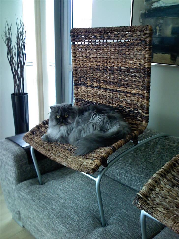 Perser Mulde 2002-2010 - Det er altså min stol....hvad end den står på gulvet eller i sofaen.... billede 10