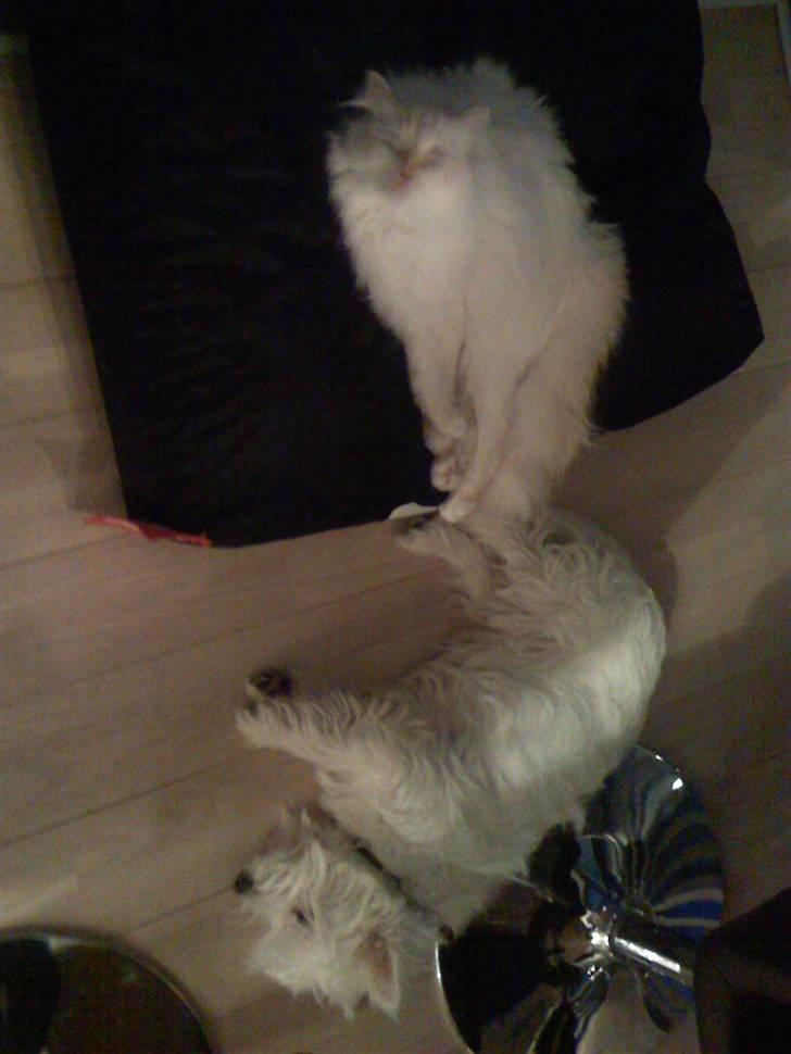 Hellig Birma Miv - Hi hi....jeg har snuppet Victors fatboy, så han må ligge på gulvet.... billede 12