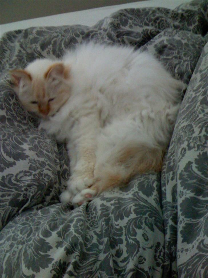 Hellig Birma Miv billede 13