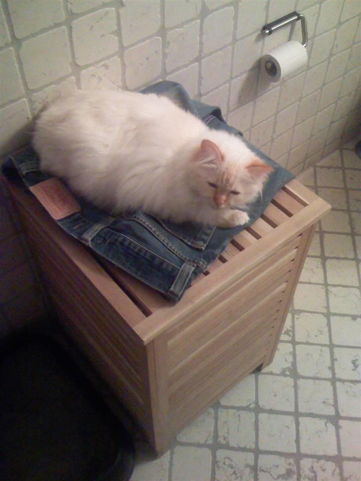 Hellig Birma Miv - Min elskede far er ikke hjemme, så jeg må ligge på hans bukser for ikke at savne ham.... billede 14