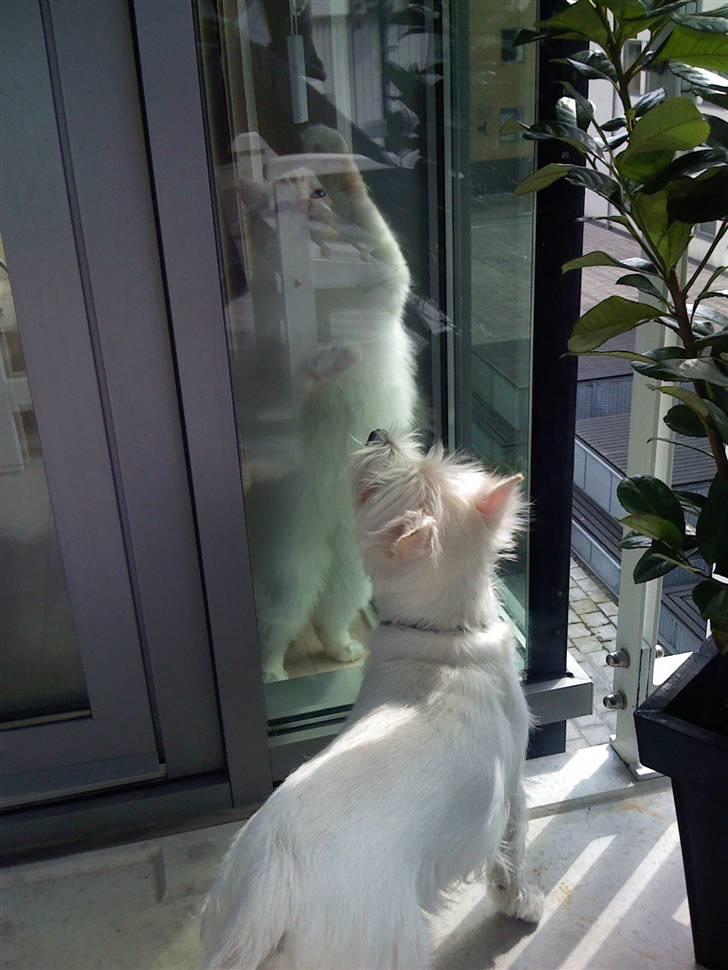 Hellig Birma Miv - Hvordan kommer jeg ud til dig Victor???? billede 15