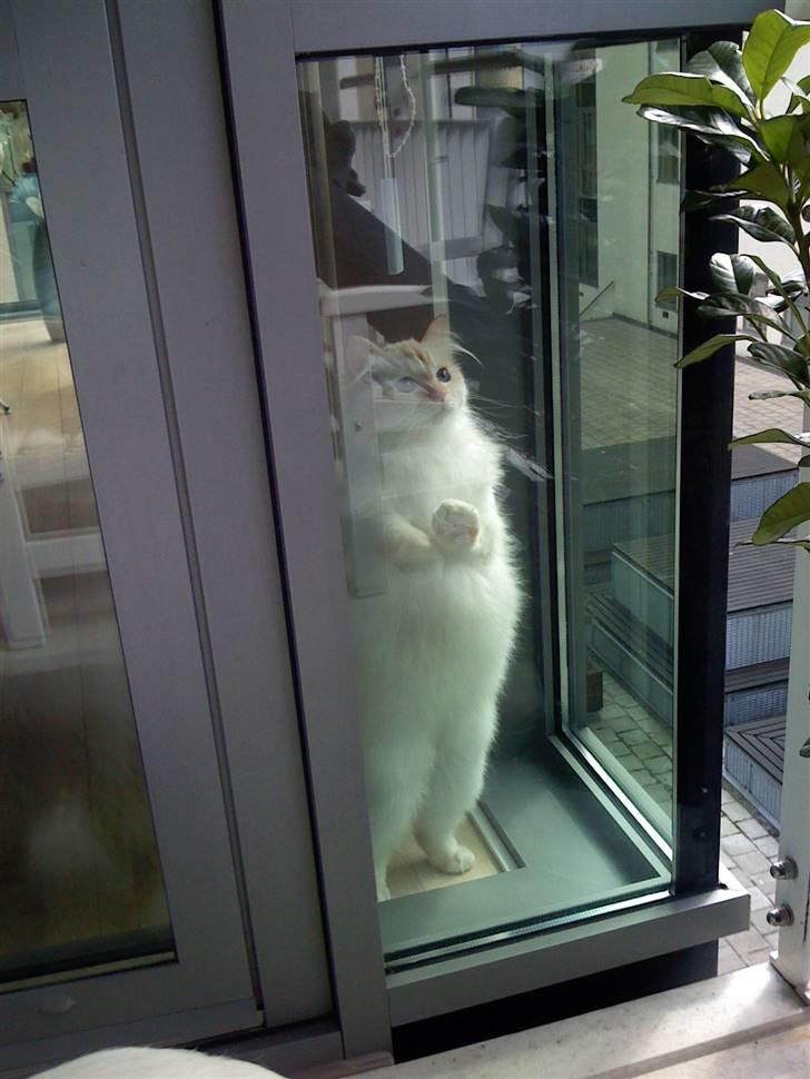 Hellig Birma Miv billede 16