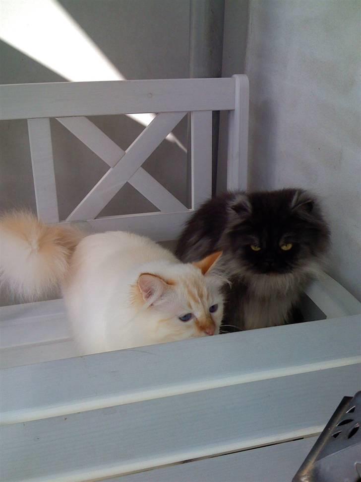 Hellig Birma Miv - Hvad siger du Thomas - tør vi gå op på bordet? billede 17