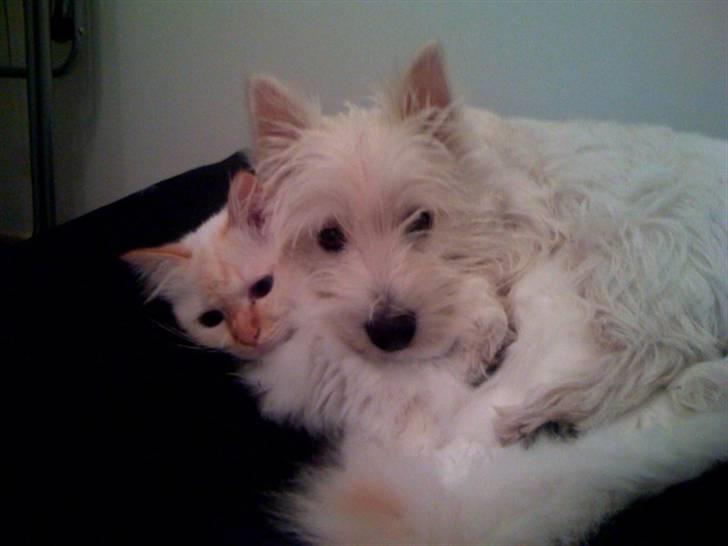 Hellig Birma Miv - Han er altså tung ham Victor. billede 18