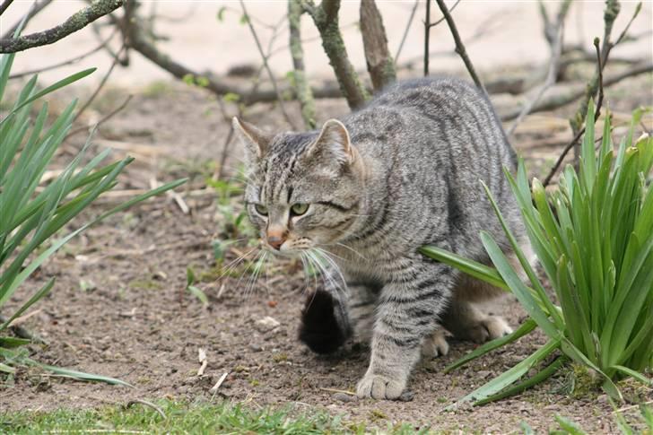 Huskat Fede Finn - Jeg er en farlig mis :D billede 7