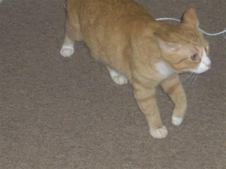 Huskat Kenzo - Uha det er farligt der kommet ny mis så det med at liste sig rundt i hjørnerne ;o) billede 11