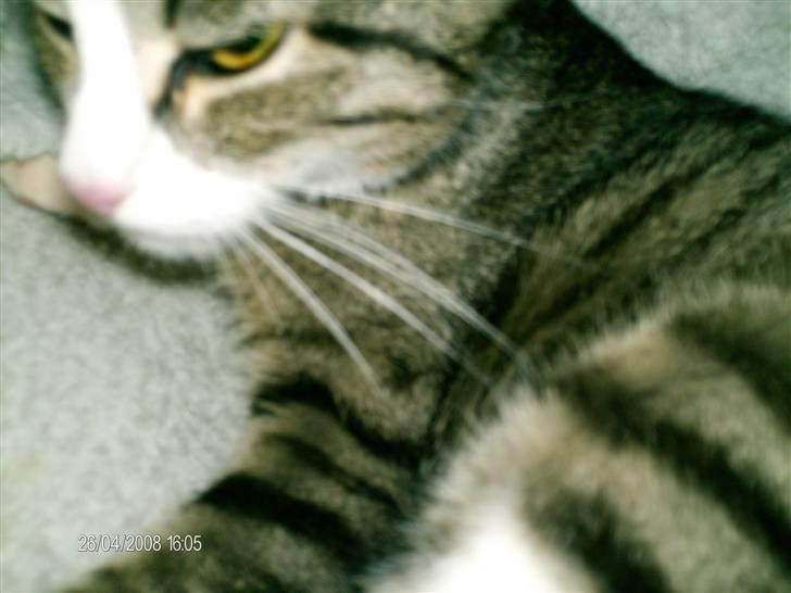 Huskat Muzze billede 4