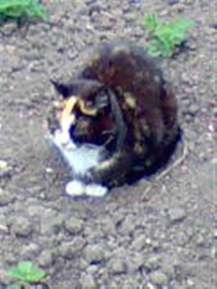 Huskat Mimmer billede 14