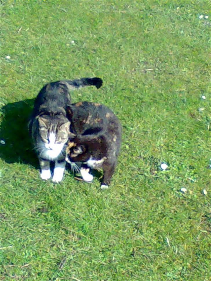 Huskat Mimmer billede 15