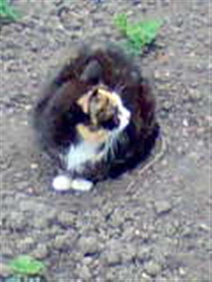 Huskat Mimmer billede 16