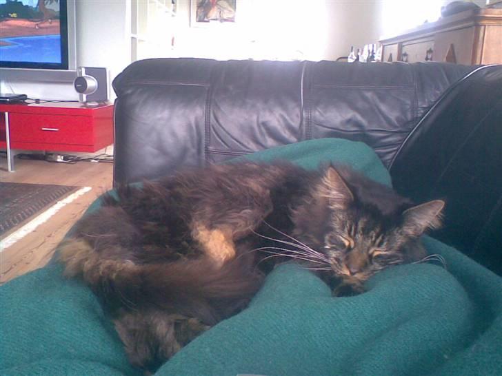 Maine Coon kenzo billede 6