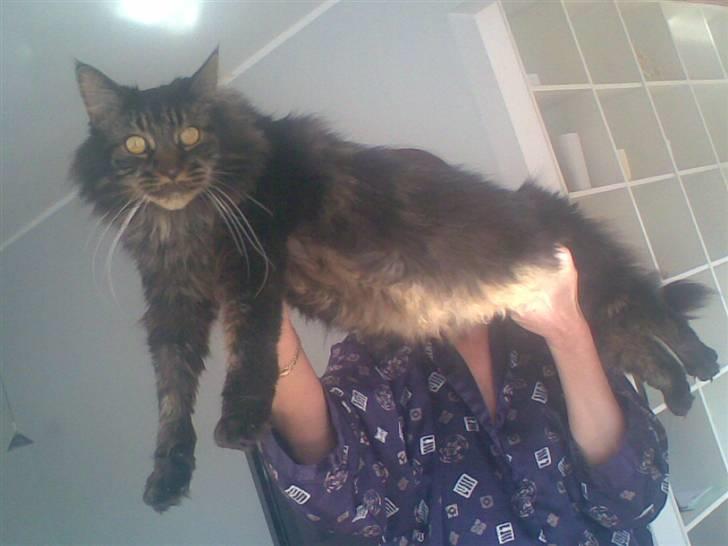 Maine Coon kenzo billede 7