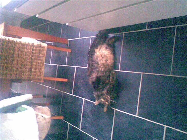 Maine Coon kenzo billede 8