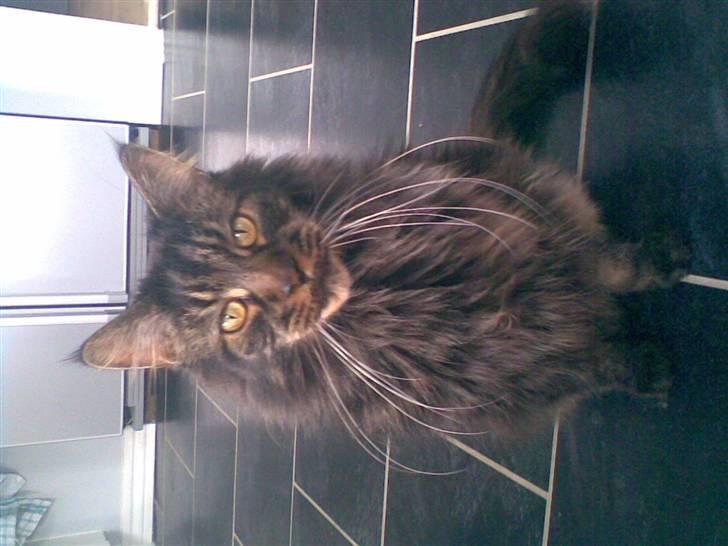 Maine Coon kenzo billede 9