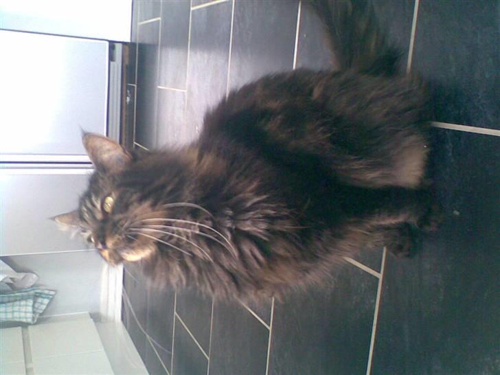 Maine Coon kenzo billede 10