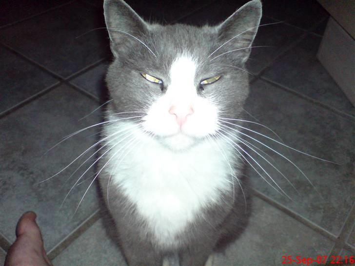 Blanding af racer kylling - her er katten kylling billede 1