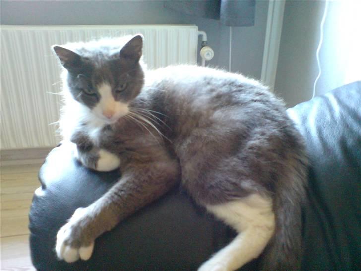 Blanding af racer kylling billede 2