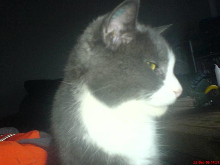 Blanding af racer kylling billede 3