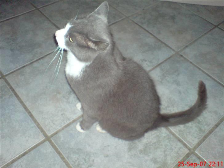 Blanding af racer kylling billede 4