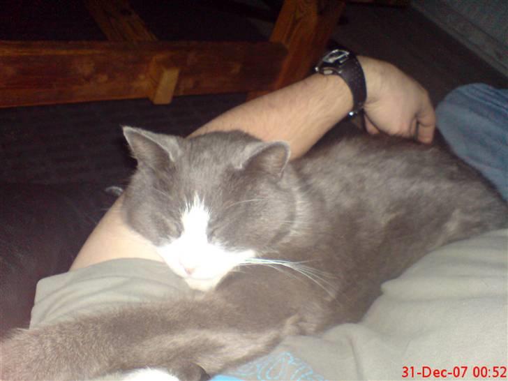 Blanding af racer kylling billede 5