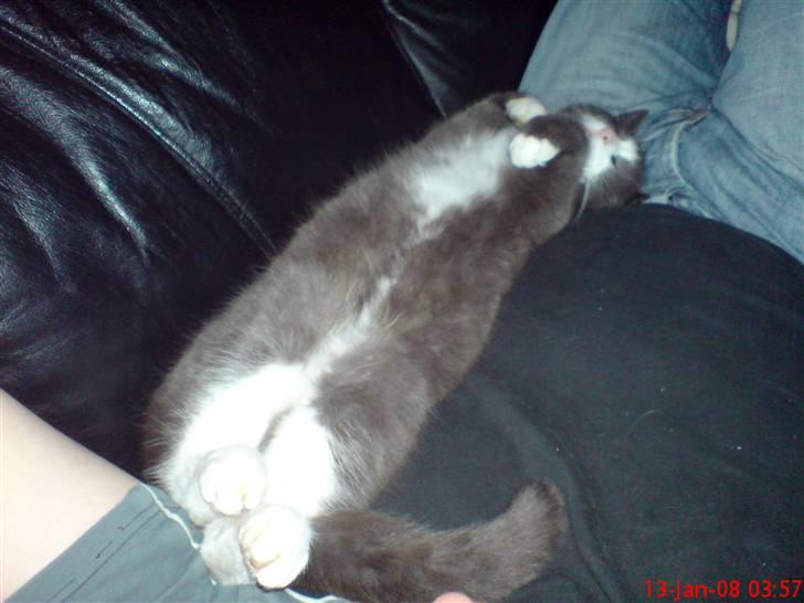 Blanding af racer kylling billede 6